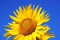 Image 1 of Sunflower 