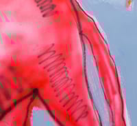 Image 2 of “Final” Limited Edition A1 Print