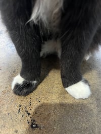 Image 2 of Domino Mystery Feets