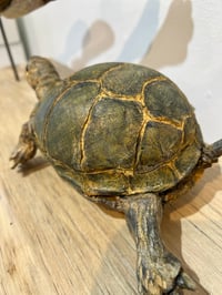 Image 13 of Steady On- Julie Kradel