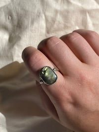 Image 3 of Iceland Moss