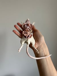 Image 4 of Rat resin cast 