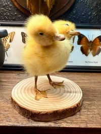Image 1 of Taxidermy Two Headed Duckling 