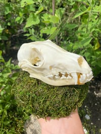 Image 2 of Fox Skull