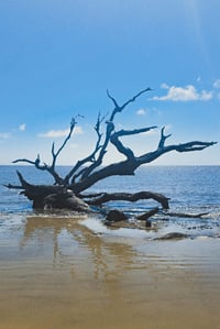 Driftwood Beach