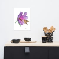 Image 3 of Rufous Hummingbird in Bloom- Poster Print
