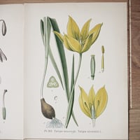 Image 3 of Planche De Botanique Colorées.