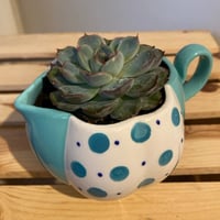 Image 1 of Pulido's Echeveria in Speckled Teal Pitcher