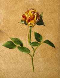 Study of a hybrid tea rose