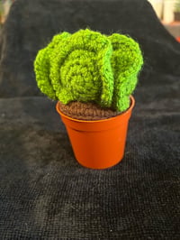 Image 4 of Cotyledon Undulata