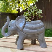 Image 1 of Rainbow "Elephant" Bush in Glazed Elephant
