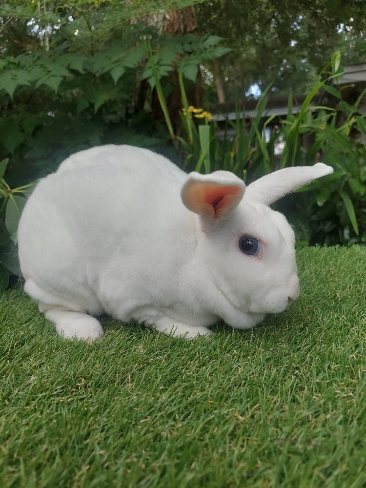 Image of Mr Snowflake (M)