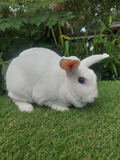 Image of Mr Snowflake (M)