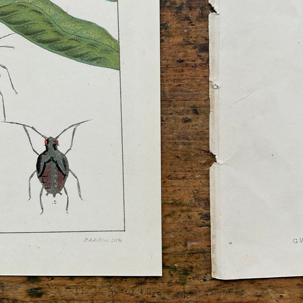 Image of Bugs