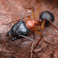 Camponotus Nigriceps