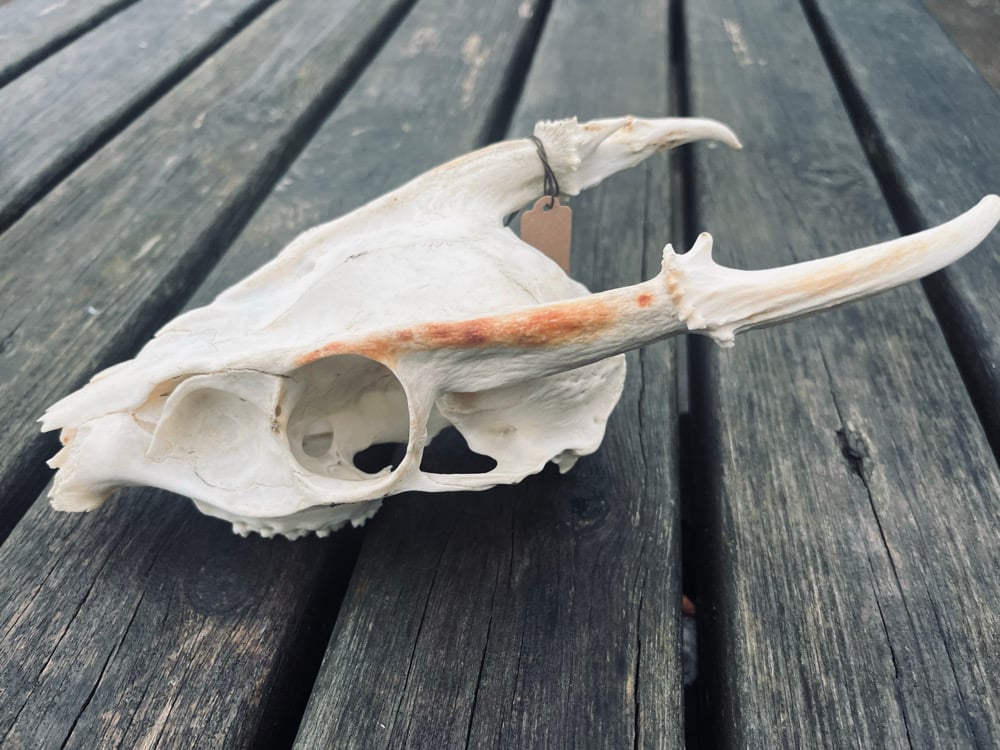 Image of Muntjac Skull