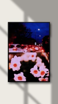 Image 3 of NIGHT DRIVE, DAFFODILS IV