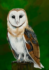 Barn Owl