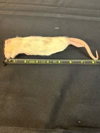 Image 1 of Medium Rats 