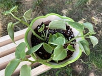 Image 2 of Vining Peperomia in Butterfly Pot