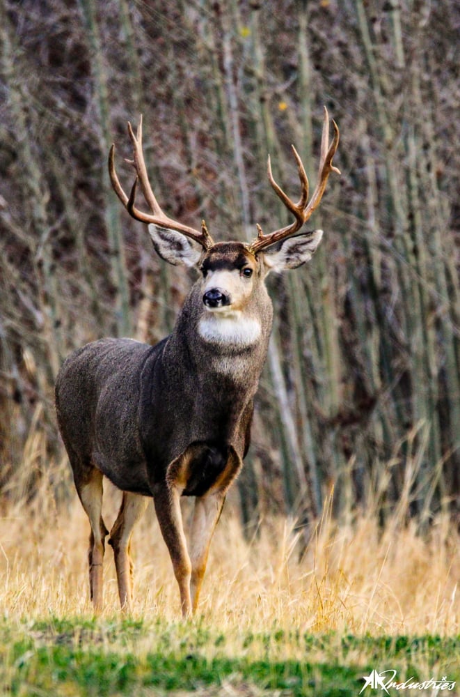 Image of Beauty of the Buck