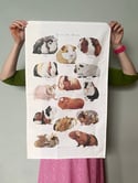 Rocket & Co. - Guinea Pig Breeds tea towel 