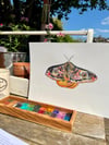 "Saturnia Pavonia Moth" Original