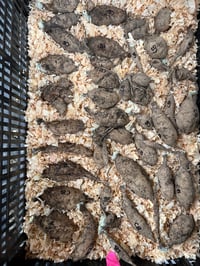 Image 2 of IMPORTANT DAHLIA TUBER INFO - PLEASE READ