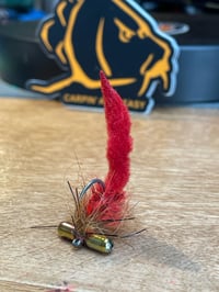 Image 5 of Wide Eyed Pollywog 