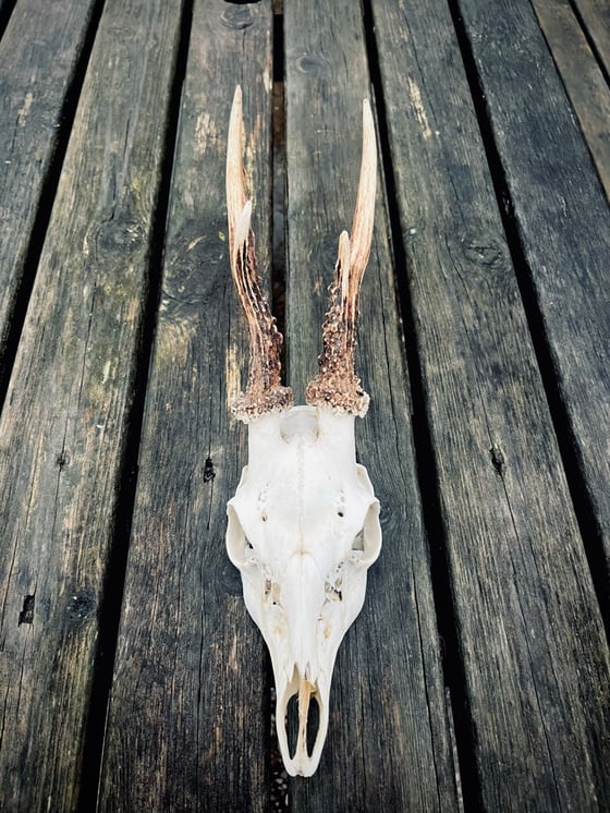 Image of Large Roebuck