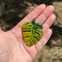 Image 4 of Variegated Monstera Leaf