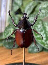 Image 2 of brown rhino beetle dome