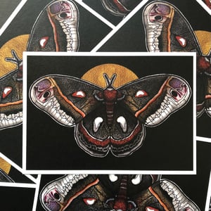 Image of Moth and Moon