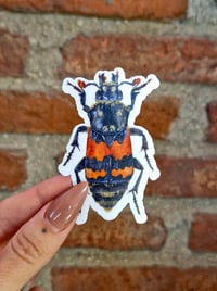 Image 4 of Burying Beetle Sticker