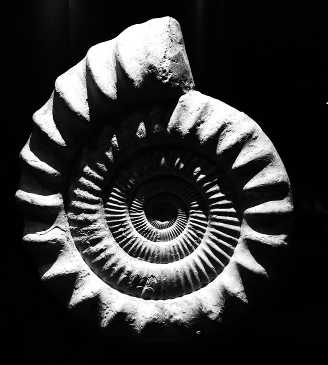 Bones of the Land Zine Pre-order