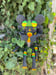 Image of The Psychseers - Limited Edition Forest Colours