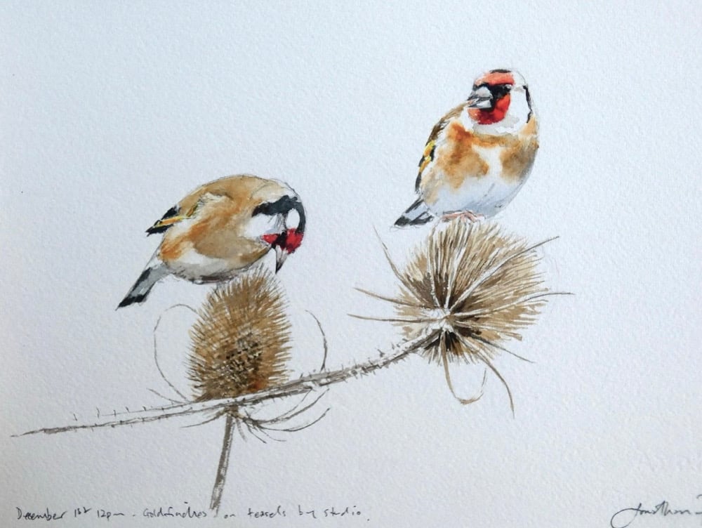 Image of Goldfinch on teasel studies