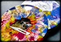 Image 5 of PeriWinK CoasTerS (set of 2)