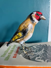 Image 4 of Gordon the Goldfinch