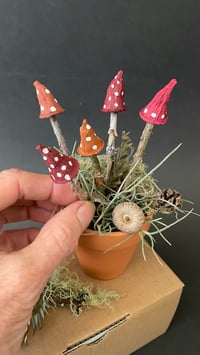 Image 1 of Mushroom Gardens 