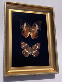 Image 2 of Black Velvet & Gold Double Butterfly Frame
