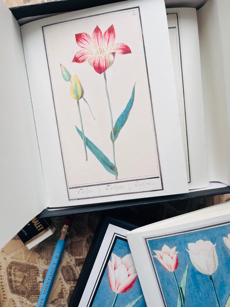 Image of CFT TULIPES