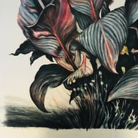 Image 4 of Black Canna - ORIGINAL (UN-FRAMED)