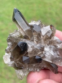 Image 4 of Smoky Quartz Crystal Points Cluster #1628