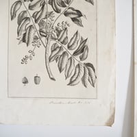 Image 3 of Planche De Botanique Bomellia