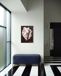 Image 6 of Conch Shell Print