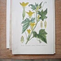 Image 2 of Planches De Botanique Anciennes Potager