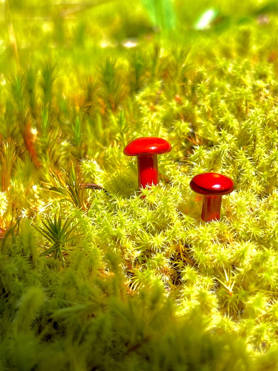 Image of 2 Red Mushroom Plant Spike