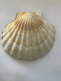 Image 2 of The Scallop Pond