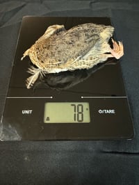 Image 2 of Large Quail